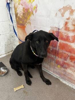 MARLEY -  Labrador Retriever and Mixed Breed Dog for Adoption in San Bernardino, California - MARLEY | PetCurious