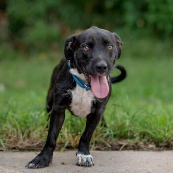 Homer -  Mixed Breed Dog for Adoption in Galveston, Texas - Homer | PetCurious