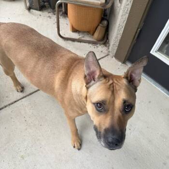 Woofus Wainwright -  Mixed Breed Dog for Adoption in Austin, Texas - Woofus Wainwright | PetCurious