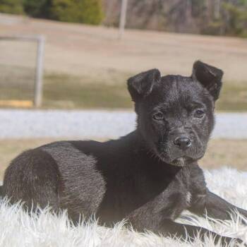 Mixed Breed Dogs Available for Adoption - Star | PetCurious