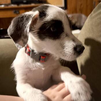 Toby -  Mixed Breed Dog for Adoption in Bartlett, Tennessee - Toby | PetCurious
