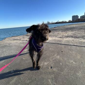 Terrier Dogs Available for Adoption - Penelope | PetCurious
