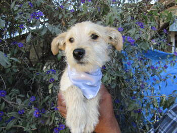 Rescue Wheaten Terrier Dogs for Adoption in San Diego, California - Bear,Oso | PetCurious