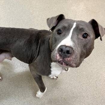 Roxie -  American Staffordshire Terrier and Shar Pei Dog for Adoption in Lynchburg, Virginia - Roxie | PetCurious