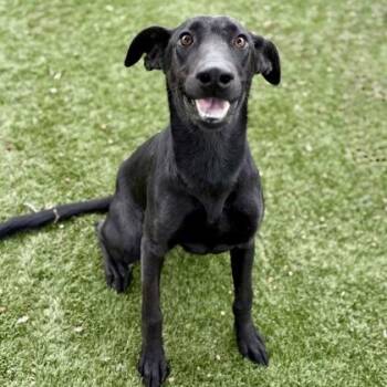 Rescue Australian Kelpie Dogs for Adoption in Red Bluff, California - Georgia | PetCurious