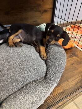 Kramer -  Dachshund Dog for Adoption in Hilton Head Island, South Carolina - Kramer | PetCurious