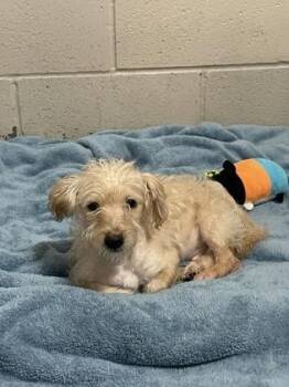 Miniature Poodle Dogs Available for Adoption - Peluchin  | PetCurious