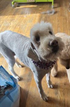 Bailey -  Labradoodle Dog for Adoption in Glendale, Ohio - Bailey | PetCurious