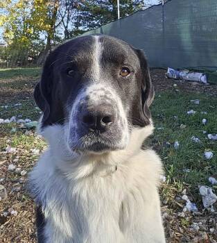Rescue Bluetick Coonhound and Great Pyrenees Dogs for Adoption in Livonia, Michigan - Scout | PetCurious