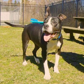 Mixed Breed Dogs Available for Adoption in South Haven, Michigan - Girlfriend | PetCurious