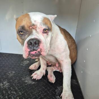 8/14/2026-Stray-32ndAvenue -  Mixed Breed Dog for Adoption in Columbus, Georgia - 8/14/2026-Stray-32ndAvenue | PetCurious