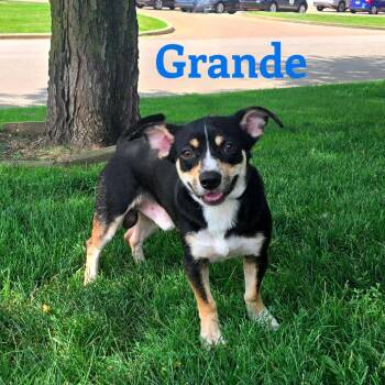 Grande -  Mixed Breed Dog for Adoption in Joliet, Illinois - Grande | PetCurious