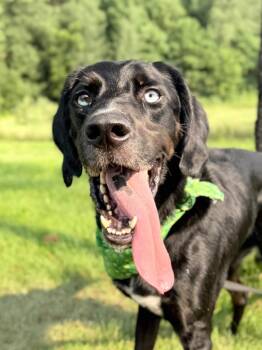 Cricket -  Mixed Breed Dog for Adoption in Menomonie, Wisconsin - Cricket | PetCurious