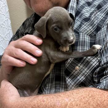 Steel -  Mixed Breed Dog for Adoption in Webster, Texas - Steel | PetCurious