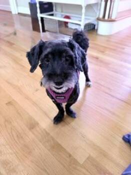 Dash -  Terrier Dog for Adoption in Bloomfield, Connecticut - Dash | PetCurious