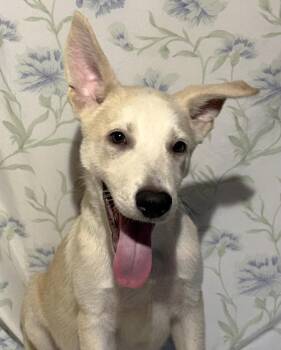 261121  Luka -  German Shepherd Dog Dog for Adoption in Wetumpka, Alabama - 261121  Luka | PetCurious