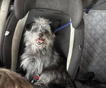 Yorkshire Terrier Dogs Available for Adoption in Brownstown, Indiana - Tina | PetCurious