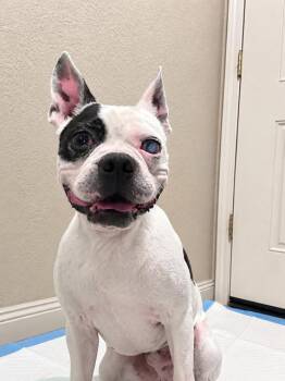 Rocky -  Boston Terrier Dog for Adoption in Madera, California - Rocky | PetCurious