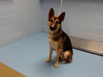 Rescue German Shepherd Dog Dogs for Adoption in Moreno Valley, California - A546612 | PetCurious