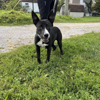 Rescue Cattle Dog and Black Labrador Retriever Dogs for Adoption in Steger, Illinois - Jellybean | PetCurious