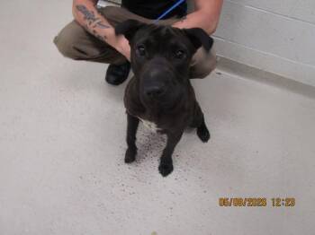 Shar Pei Dogs Available for Adoption in Marietta, Georgia - (112) | PetCurious