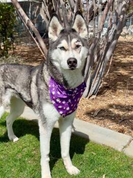 Husky Dogs Available for Adoption in Gardnerville, Nevada - Arya | PetCurious