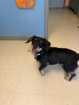 Fletcher -  Terrier Dog for Adoption in Morgantown, Kentucky - Fletcher | PetCurious