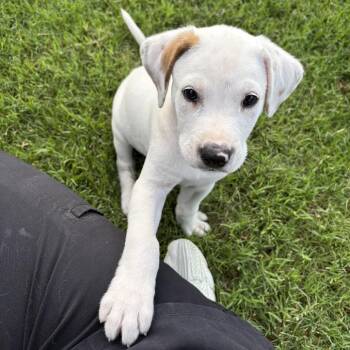 Mikey -  Shepherd and Mixed Breed Dog for Adoption in Fayetteville, Arkansas - Mikey | PetCurious