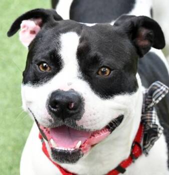 Rescue Pit Bull Terrier and Mixed Breed Dogs for Adoption in Cleveland, Ohio - Marshall | PetCurious