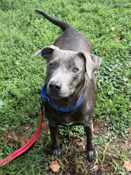 Bonnie -  Mixed Breed Dog for Adoption in Alexandria, Virginia - Bonnie | PetCurious