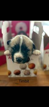 Mixed Breed Dogs Available for Adoption in Athens, Ontario - Timbit | PetCurious