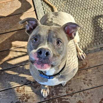 Ziggy (Reduced Rover) -  Staffordshire Bull Terrier Dog for Adoption in Abbotsford, British Columbia - Ziggy (Reduced Rover) | PetCurious