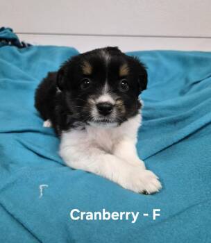 Cranberry -  Australian Shepherd Dog for Adoption in Hillside, Illinois - Cranberry | PetCurious