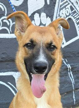 Charlie -  Australian Kelpie and Terrier Dog for Adoption in Newport, Tennessee - Charlie | PetCurious
