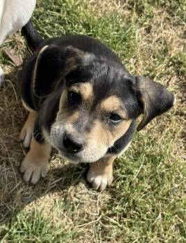 Labrador Retriever and Hound Dogs Available for Adoption - NALA | PetCurious