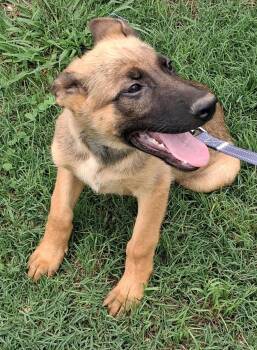 Ethan -  German Shepherd Dog and Belgian Shepherd Malinois Dog for Adoption in Rome, Georgia - Ethan | PetCurious