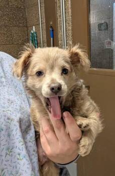 Whisp -  Mixed Breed Dog for Adoption in Eugene, Oregon - Whisp | PetCurious