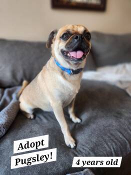 Pugsley -  Pug Dog for Adoption in Killeen, Texas - Pugsley | PetCurious