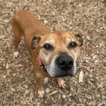 Ralphie *My Adoption is Pending!* -  Mixed Breed Dog for Adoption in Wappingers Falls, New York - Ralphie *My Adoption Is Pending!* | PetCurious