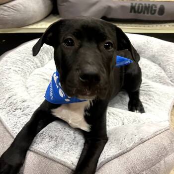 Rescue Dutch Shepherd and Mixed Breed Dogs for Adoption in Phoenix, Arizona - Gatsby | PetCurious