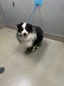 BRUNO -  Australian Shepherd Dog for Adoption in Las Vegas, Nevada - BRUNO | PetCurious