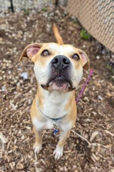 Hunter -  Mixed Breed Dog for Adoption in Cincinnati, Ohio - Hunter | PetCurious