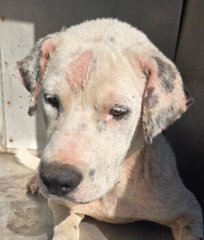 Twinkle -  American Bulldog Dog for Adoption in Mobile, Alabama - Twinkle | PetCurious