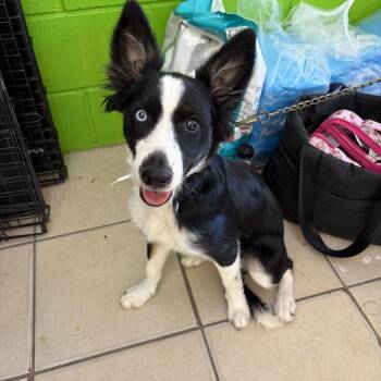 Panda -  Border Collie and Australian Shepherd Dog for Adoption in Poway, California - Panda | PetCurious