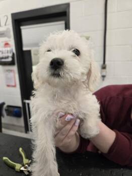 Border Terrier and Poodle Dogs Available for Adoption - Stagger | PetCurious