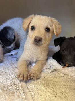 Butterscotch -  Brittany Spaniel and Dachshund Dog for Adoption in Williamsburg, New Mexico - Butterscotch | PetCurious