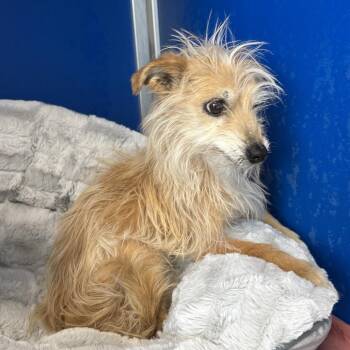 Mixed Breed Dogs Available for Adoption in Las Cruces, New Mexico - Joy | PetCurious