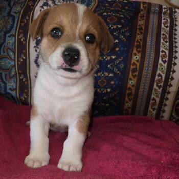 Loki -  Mixed Breed Dog for Adoption in Phoenix, Arizona - Loki | PetCurious