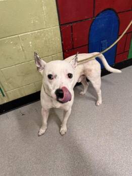 Rescue Pit Bull Terrier and Mixed Breed Dogs for Adoption in Indianapolis, Indiana - HADES | PetCurious