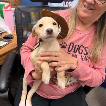 Charlie(Foster to adopt) -  Mixed Breed Dog for Adoption in Park Falls, Wisconsin - Charlie(Foster To Adopt) | PetCurious